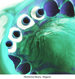 Hydrorise Regular Body Normal (Гидрорайс) - гипергидросовместимый А- силикон (2 х 50 мл) Zhermack